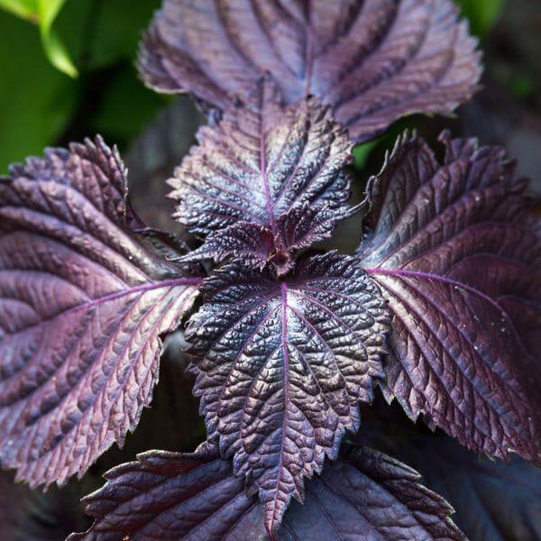 Red Shiso (Perilla)