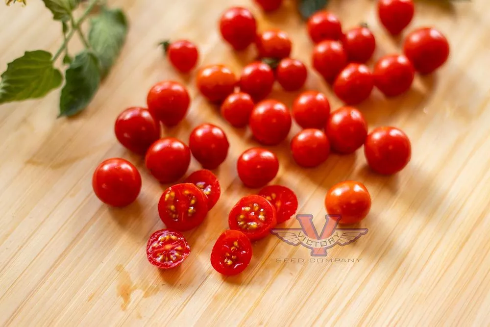 Candyland Red F1 Tomato