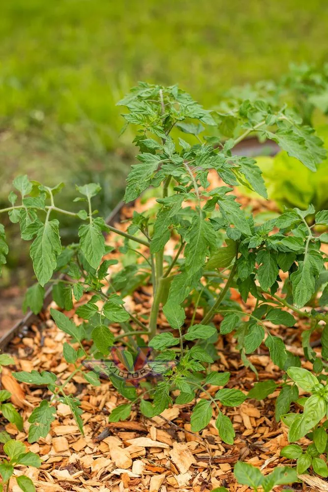 Esterina F1 Tomato