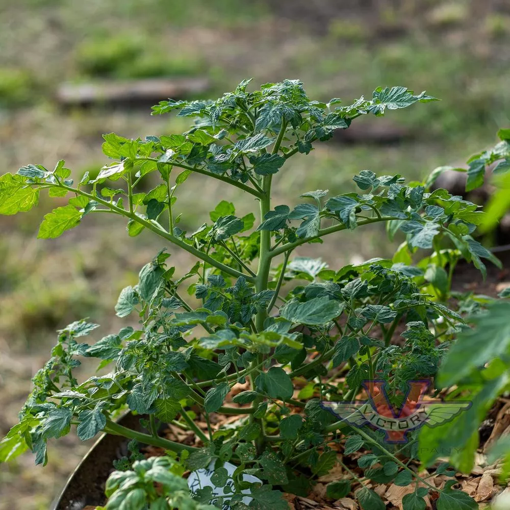 Candyland Red F1 Tomato