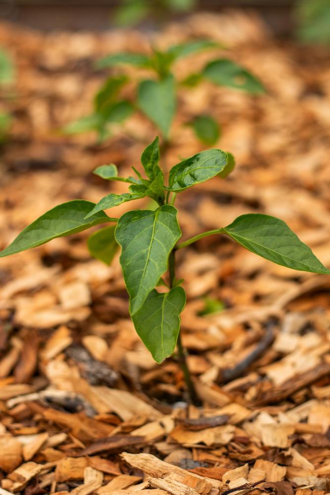 Black Magic F1 Jalapeno Pepper