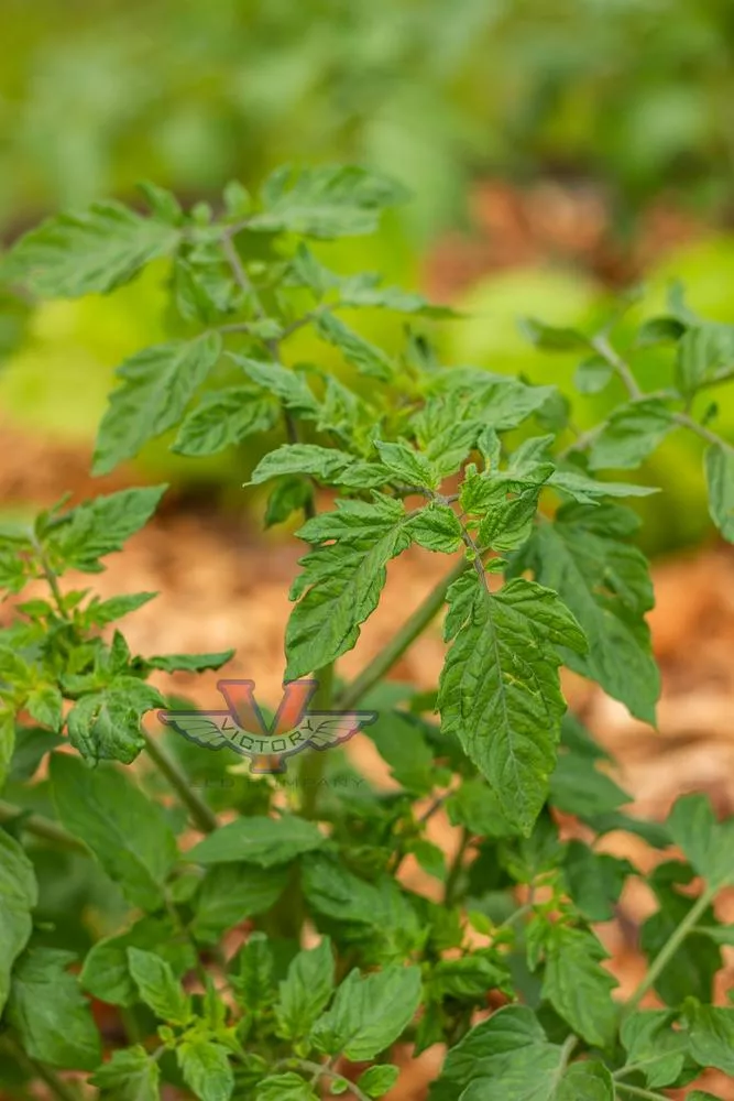 Esterina F1 Tomato