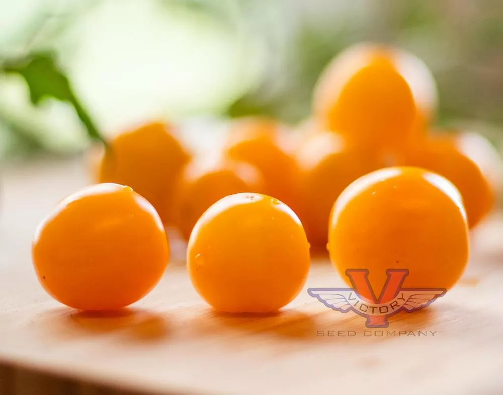 Esterina F1 Tomato