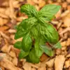 Basil, Aroma 2