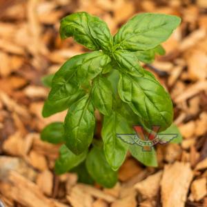 Basil, Aroma 2