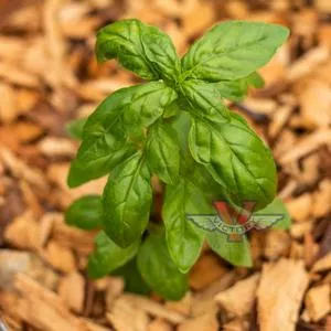 Basil, Aroma 2