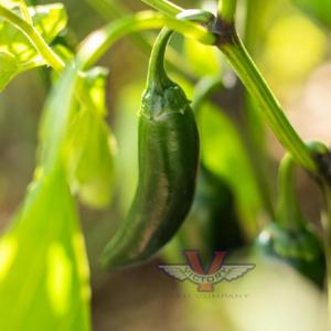 Black Magic F1 Jalapeno Pepper
