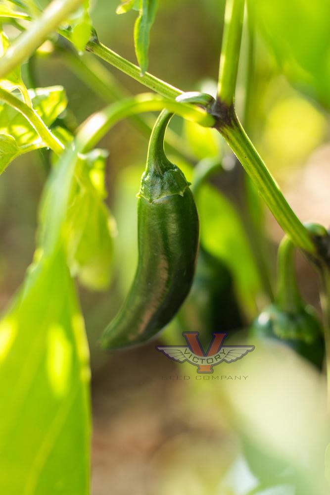 Black Magic F1 Jalapeno Pepper