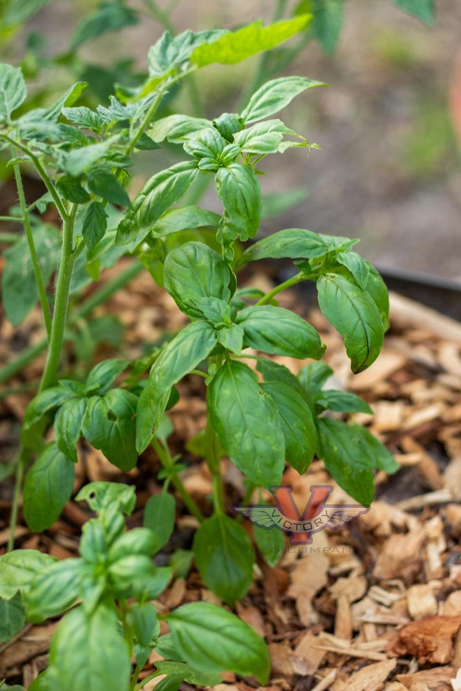 Basil, Aroma 2