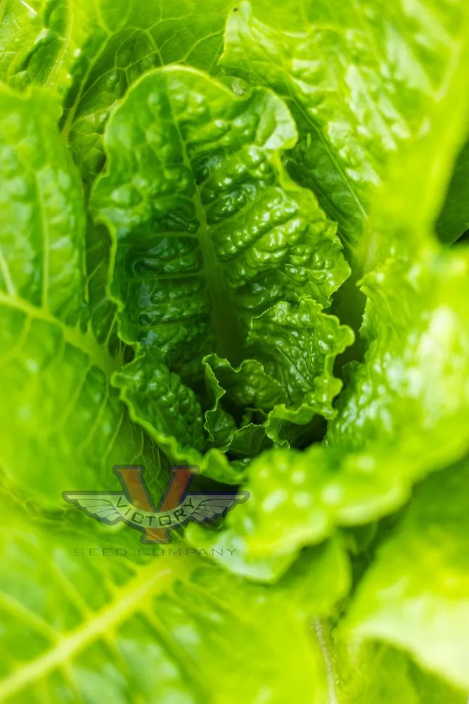Super Jericho Lettuce