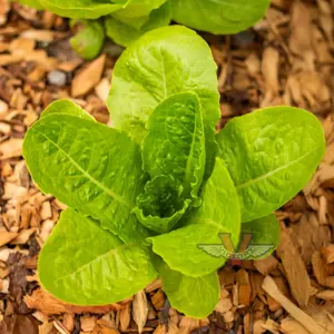 Super Jericho Lettuce