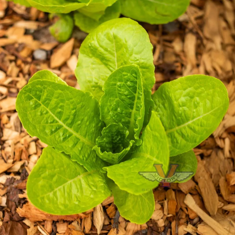 Super Jericho Lettuce