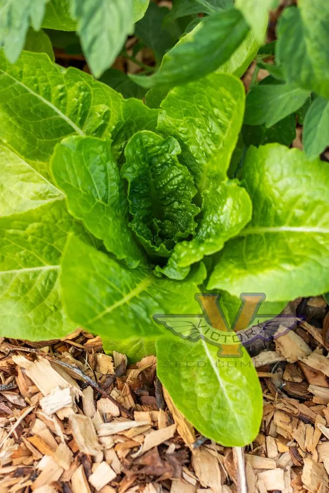 Super Jericho Lettuce