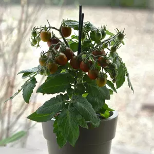 Cocoa F1 Tomato