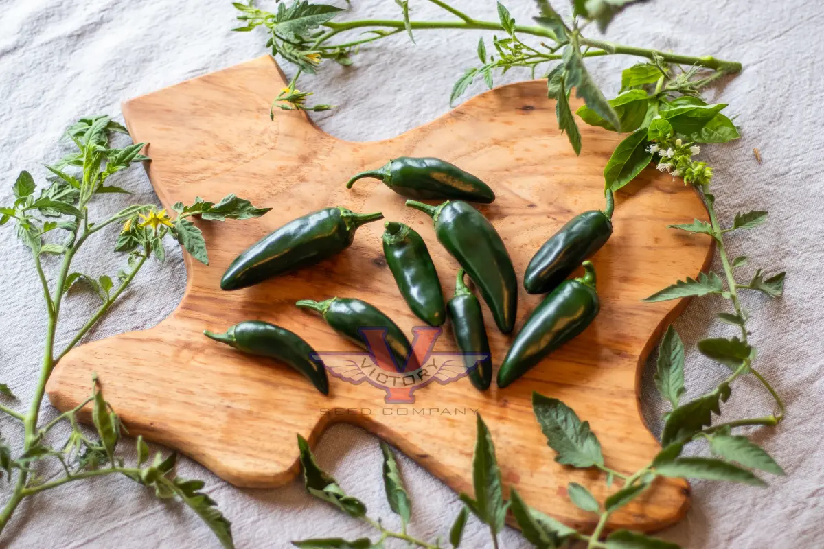 Black Magic F1 Jalapeno Pepper