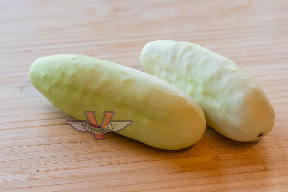 Silver Slicer Cucumber