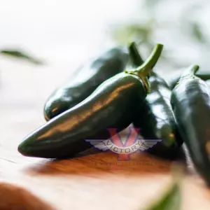 Black Magic F1 Jalapeno Pepper