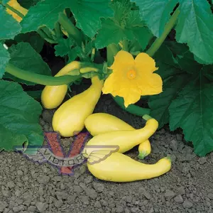 Gentry F1 Summer Squash