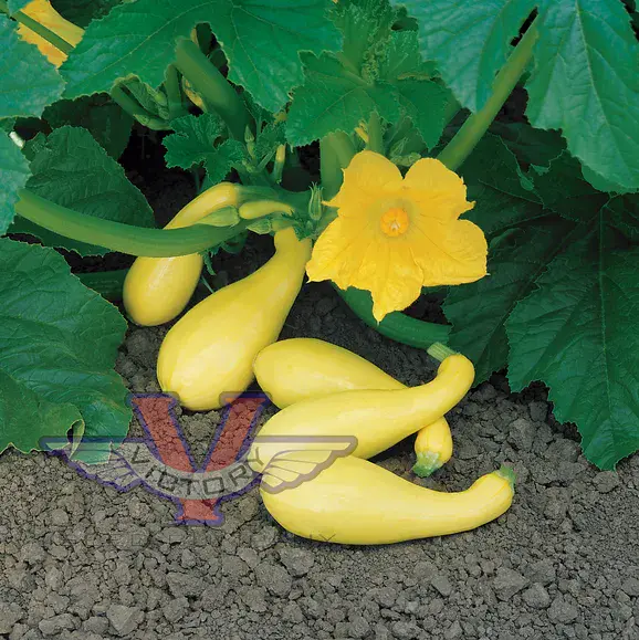 Gentry F1 Summer Squash