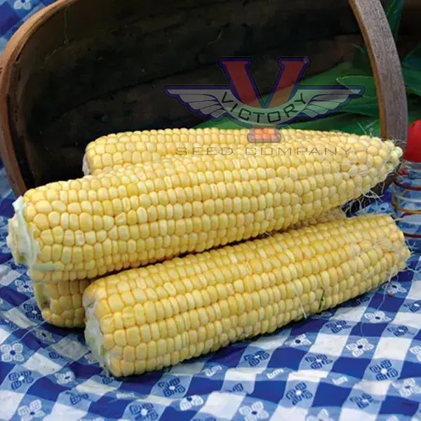 Jubilee F1 Super Sweet Corn