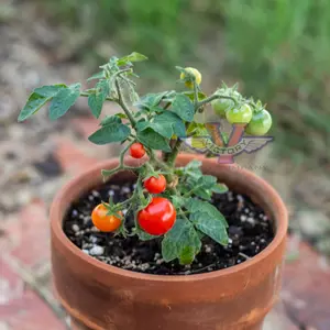 Red Velvet F1 Tomato