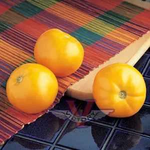 Carolina Gold F1 Tomato