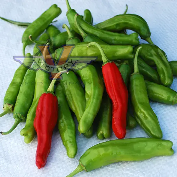 Shishito Sweet Pepper