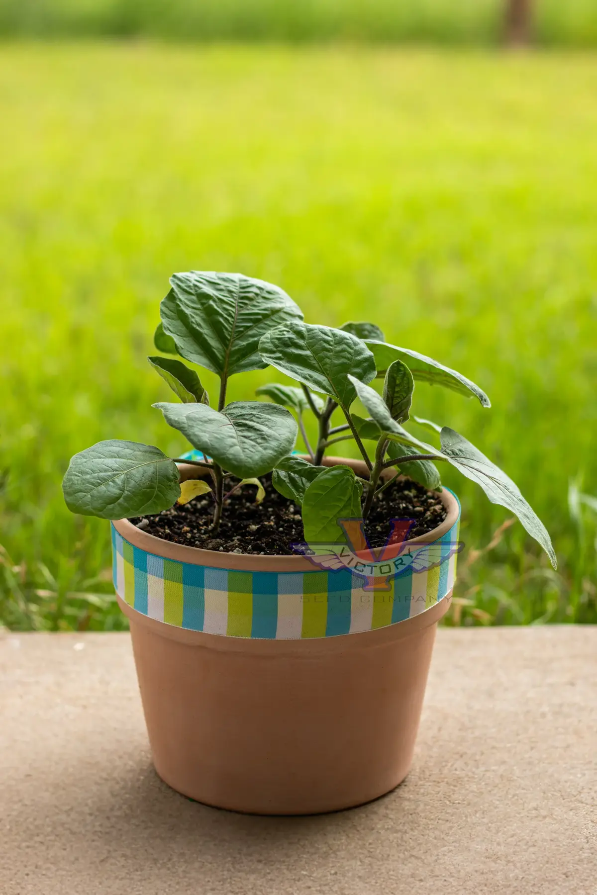 Patio Baby F1 Eggplant