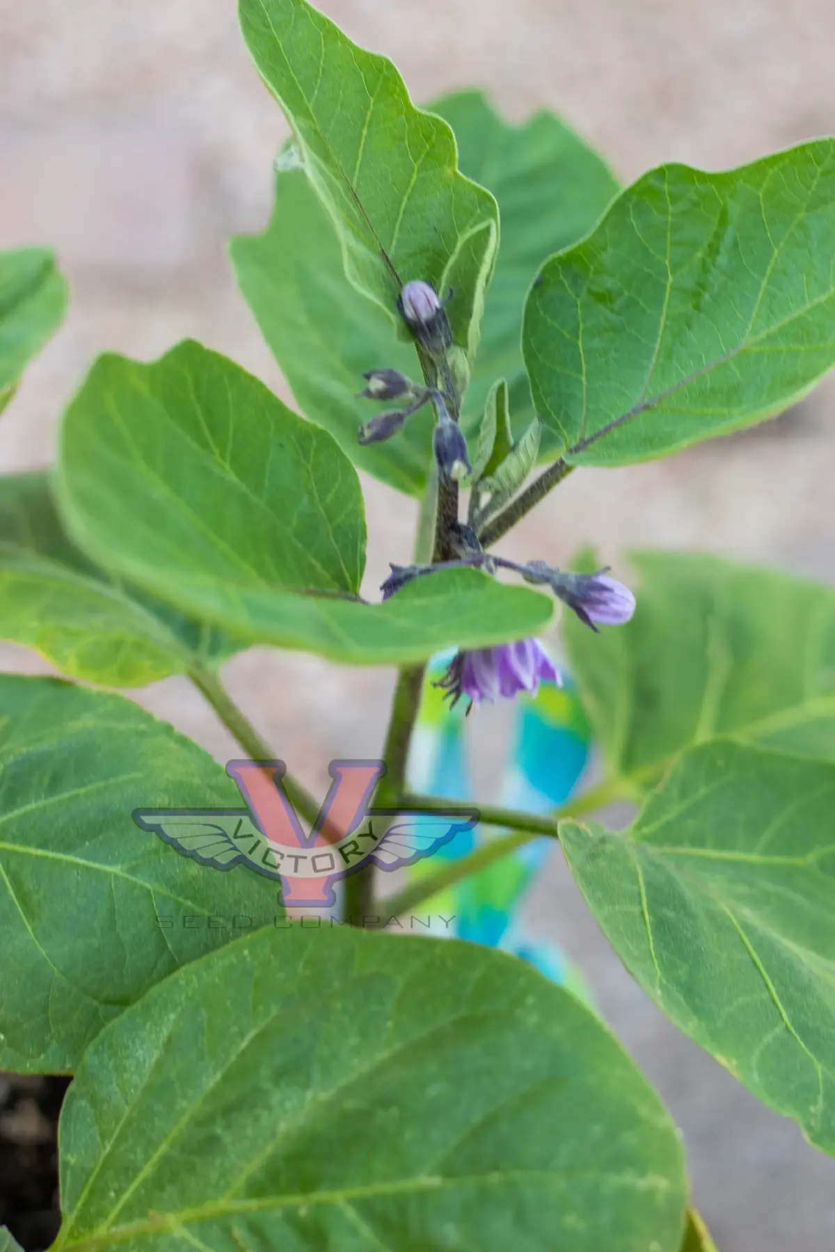 Patio Baby F1 Eggplant