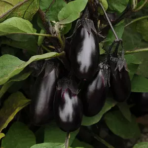 Patio Baby F1 Eggplant