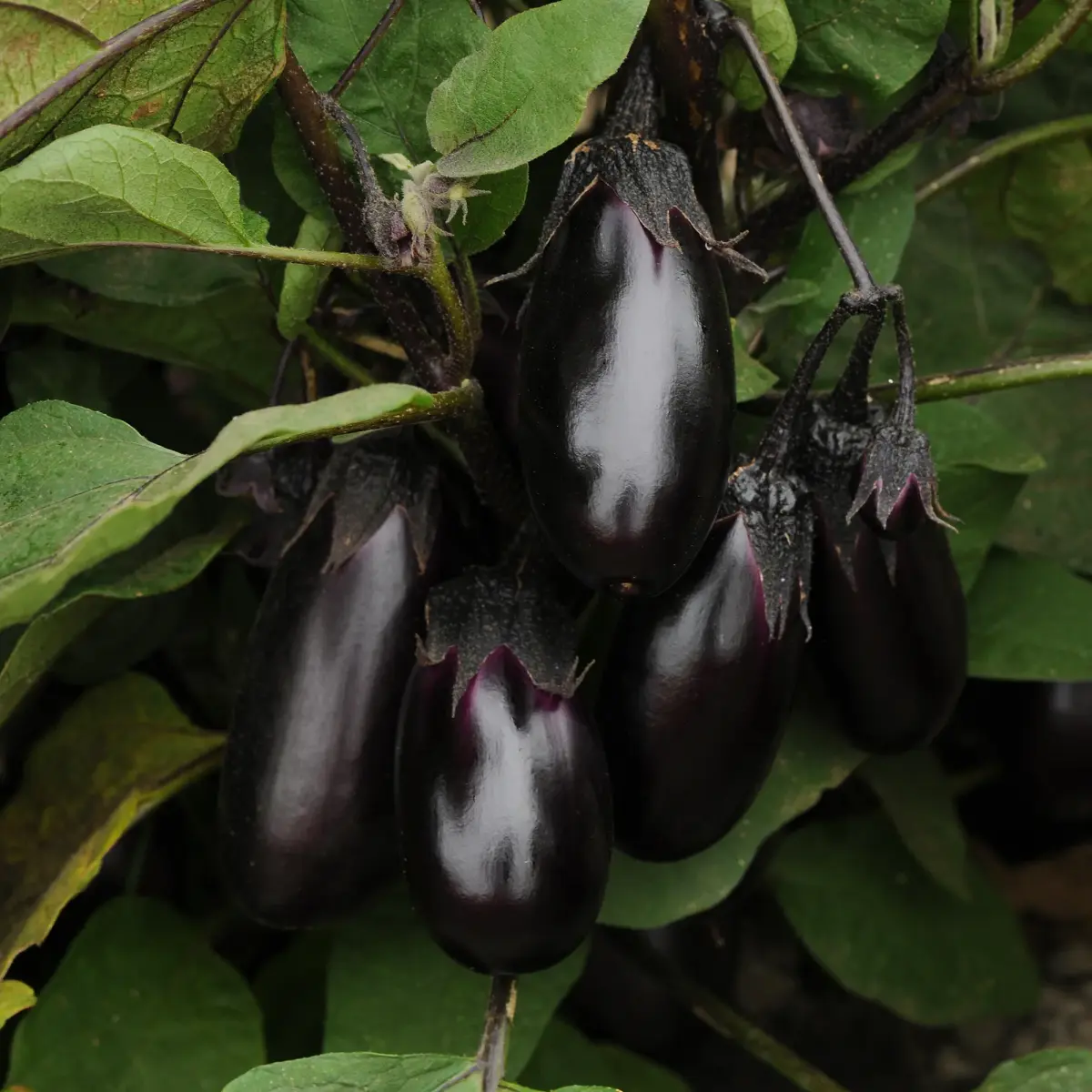 Patio Baby F1 Eggplant