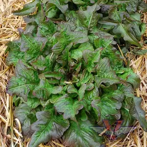 Bronze Beauty Lettuce