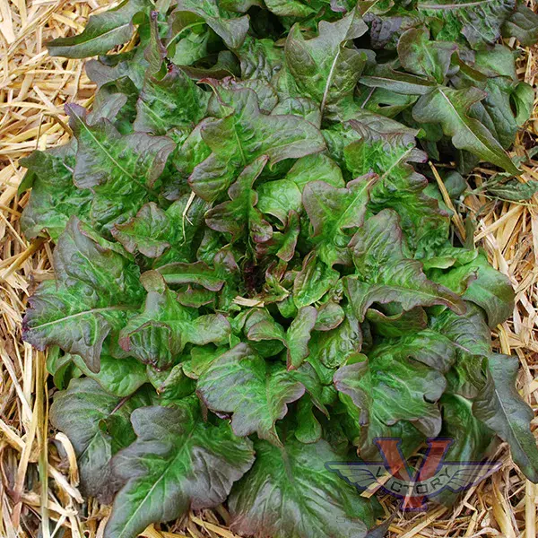Bronze Beauty Lettuce