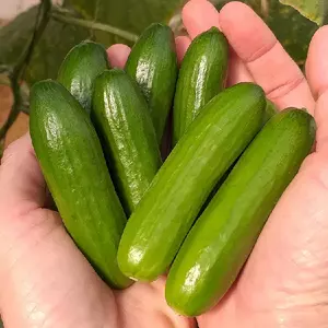 Mini-Me F1 Cucumber