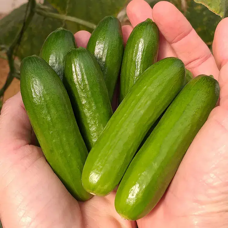 Mini-Me F1 Cucumber