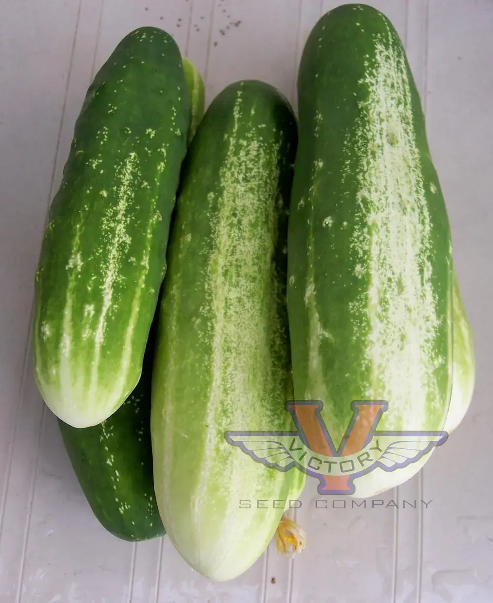 Early Fortune Cucumber