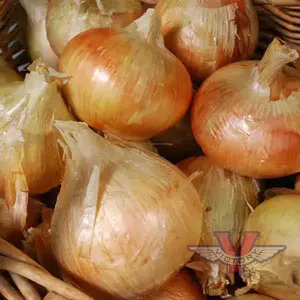Ailsa Craig Onion