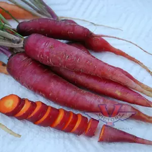 Dragon Carrot