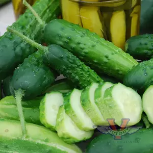 Early Fortune Cucumber