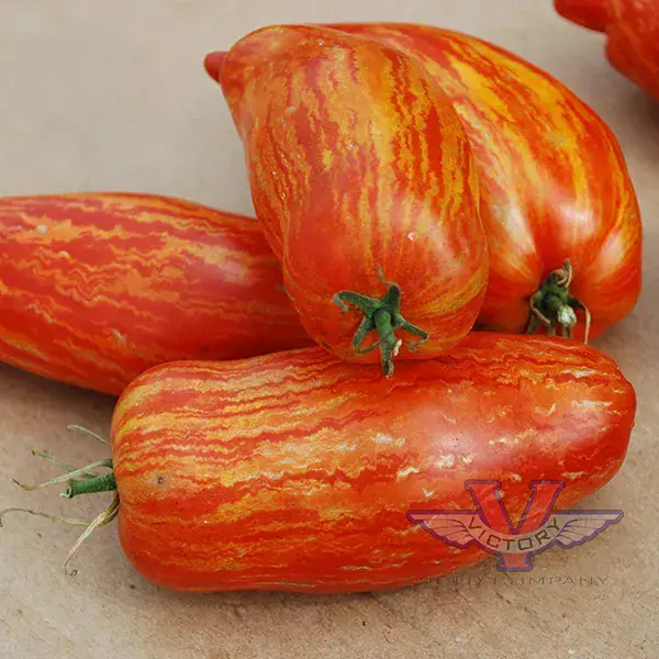 Speckled Roman Paste Tomato