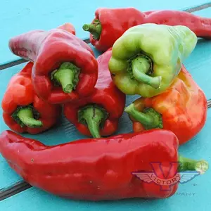 Giant Aconcagua Sweet Pepper