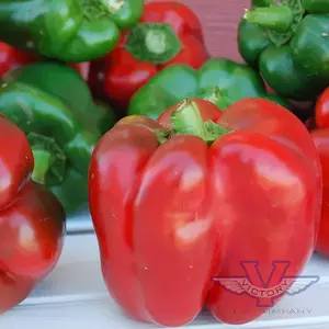 King of the North Sweet Pepper