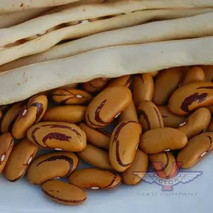 Tiger's Eye Bush Dry Garden Bean