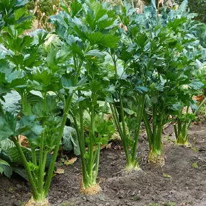 Tendercrisp Celery