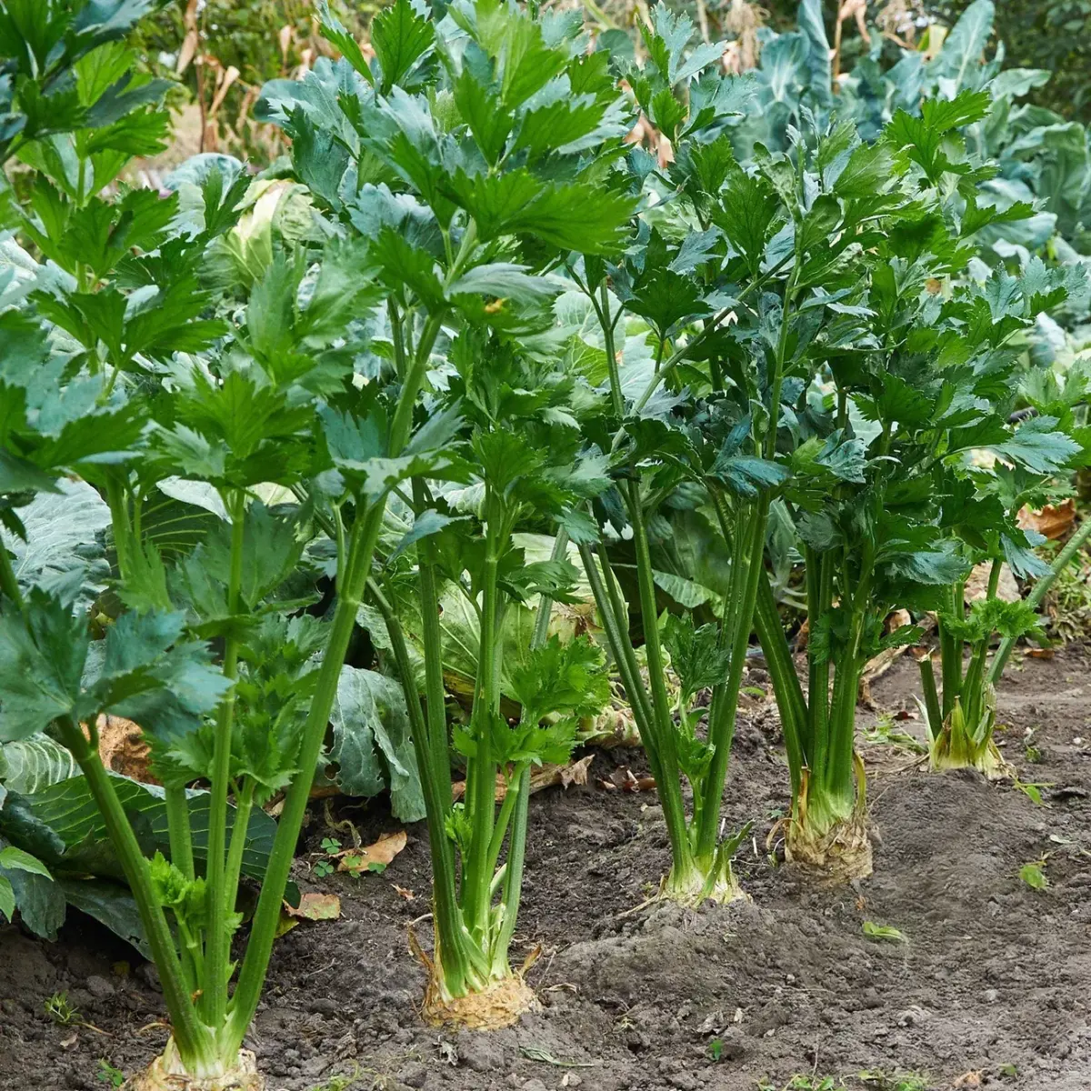 Tendercrisp Celery
