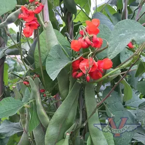 Black Coat Runner Bean