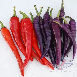Buena Mulata Hot Pepper