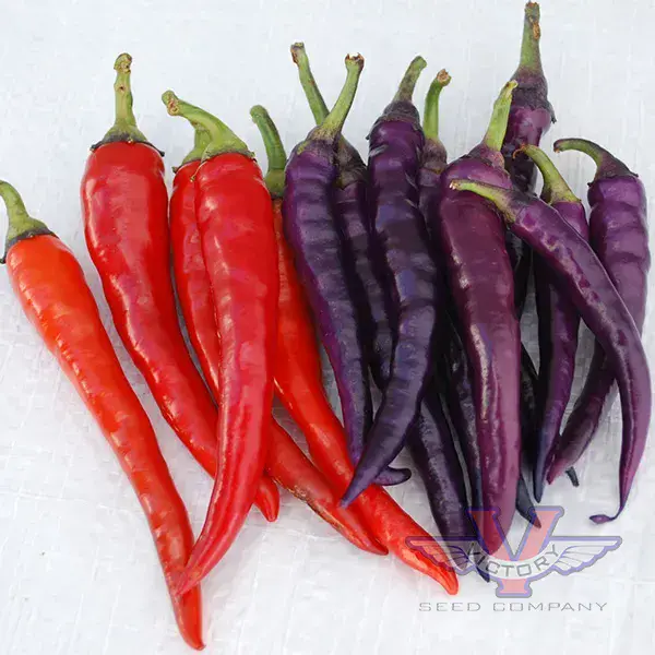 Buena Mulata Hot Pepper