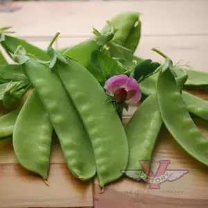 Green Beauty Snow Pea