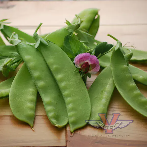 Green Beauty Snow Pea